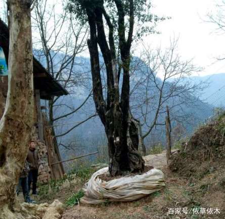 金弹子下山桩 没20万价格 别谈