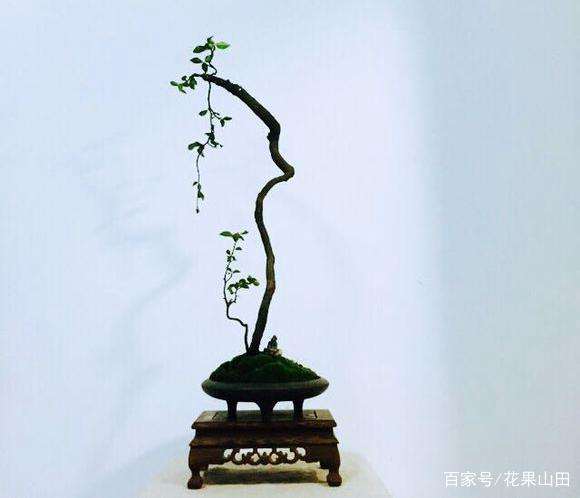 为什么文人式金弹子盆景