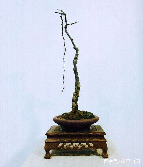 为什么文人式金弹子盆景