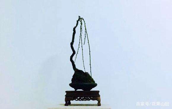 为什么文人式金弹子盆景