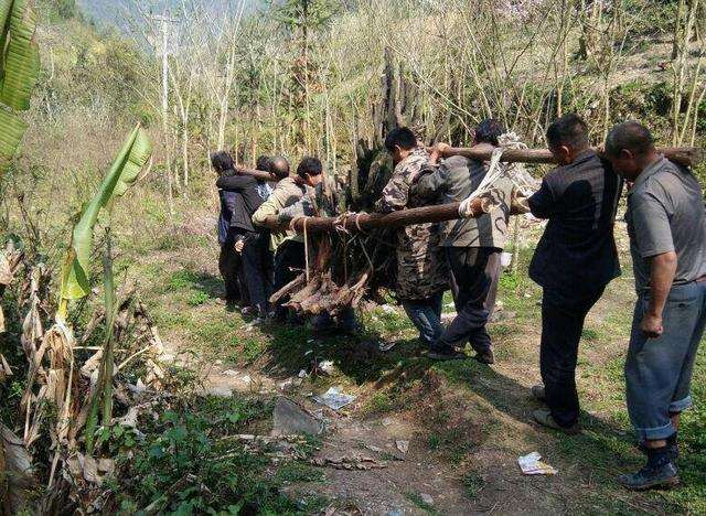 挖了棵大型金弹子下山桩