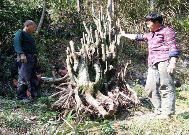 挖了棵大型金弹子下山桩