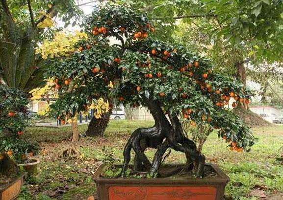 农村的金弹子盆景价值高