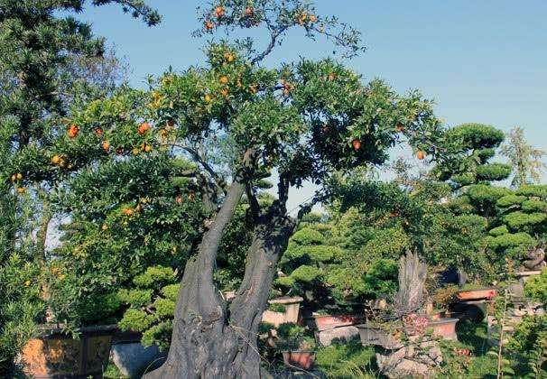 农村的金弹子盆景价值高