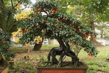 农村的金弹子盆景价值高 很多人出高价买