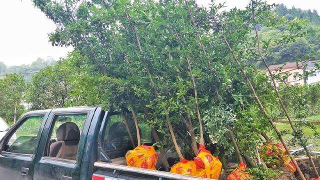 农民小哥制作的金弹子盆景