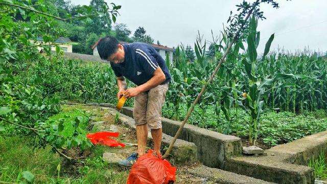 农民小哥制作的金弹子盆景
