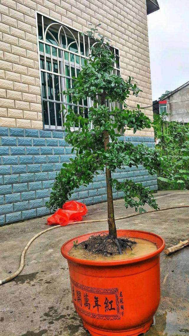 农民小哥制作的金弹子盆景