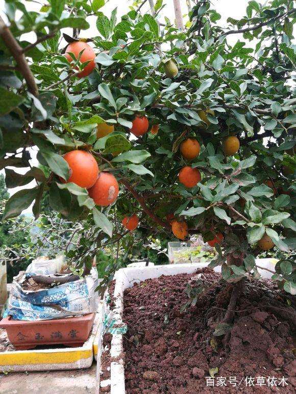 新手养金弹子盆景多年不挂果 通常有3个原因