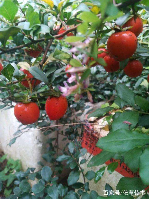 新手养金弹子盆景多年不挂果 通常有3个原因