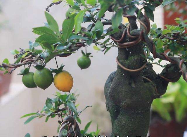 取金弹子盆景的攀扎丝时