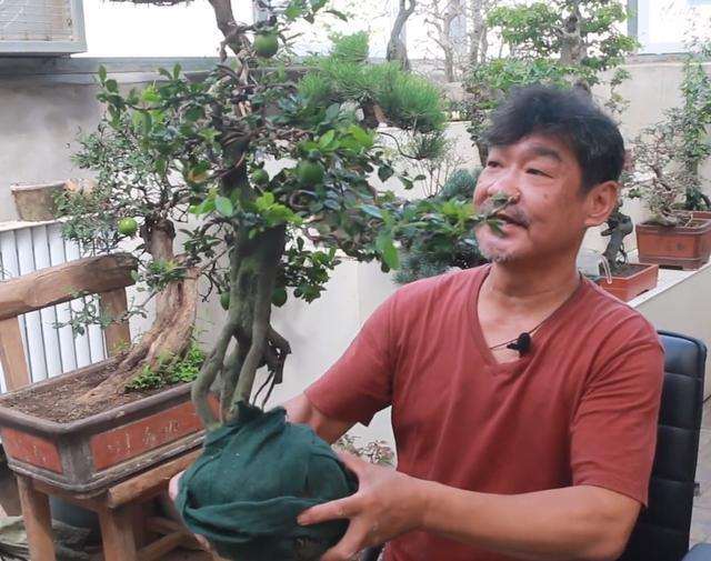 取金弹子盆景的攀扎丝时 一定要小心