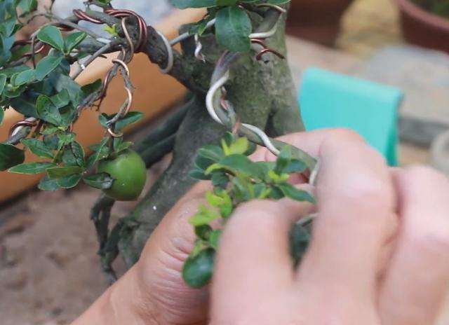 取金弹子盆景的攀扎丝时 一定要小心