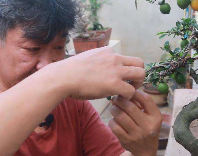 取金弹子盆景的攀扎丝时