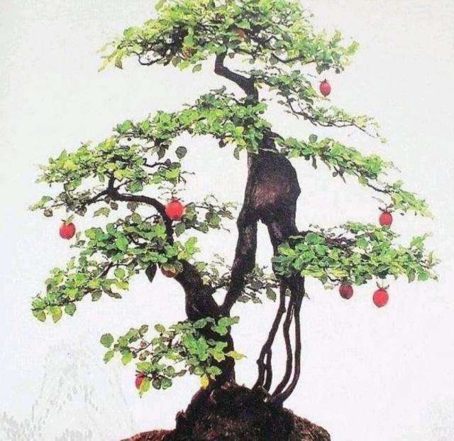 第二年秋季金弹子盆景上盆