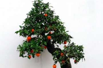 如何用河沙培养金弹子老盆景 图片