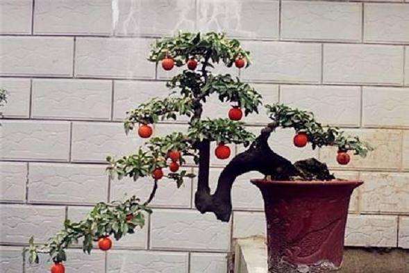 金弹子盆景出现回芽