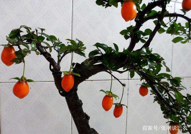 金弹子盆景的怎么催芽和发芽方法 图片