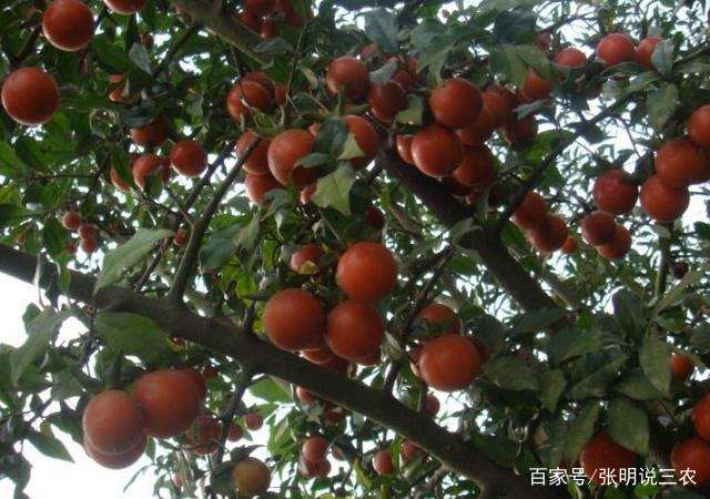 金弹子盆景的怎么催芽和发芽方法 图片