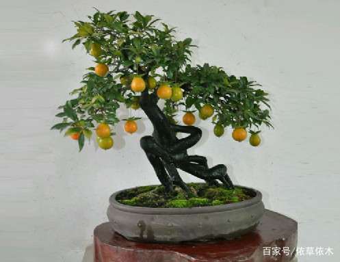 最适合做盆景的树种金弹子