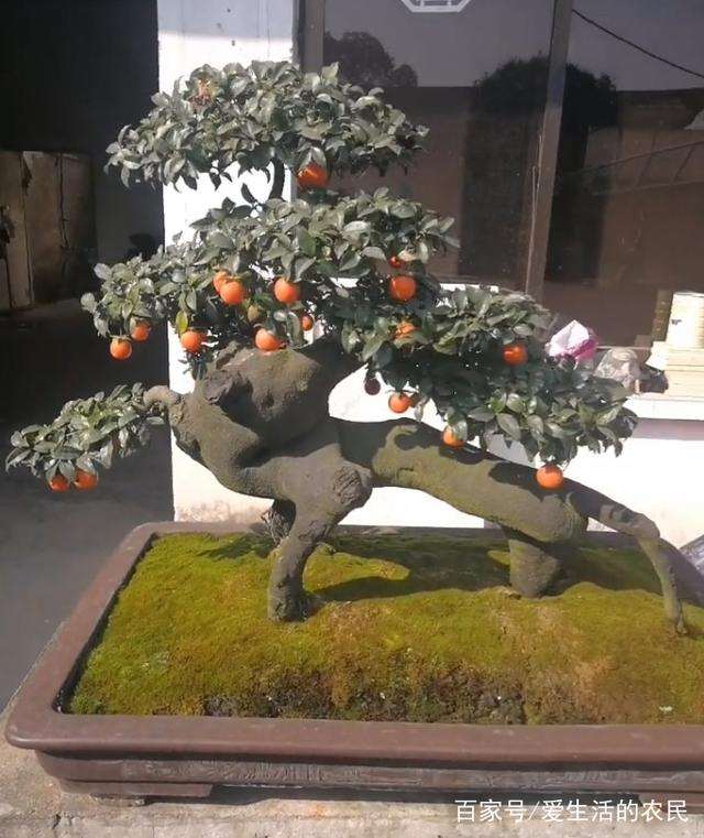 这棵金弹子盆景