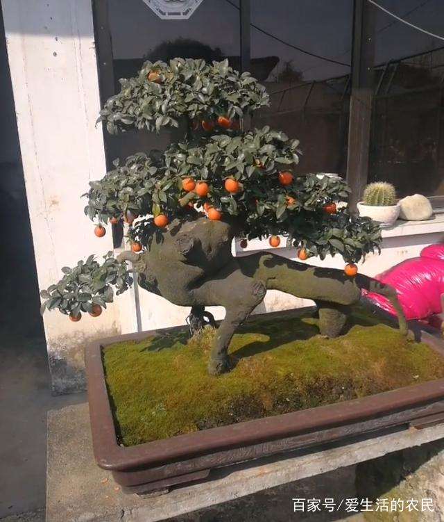 这棵金弹子盆景