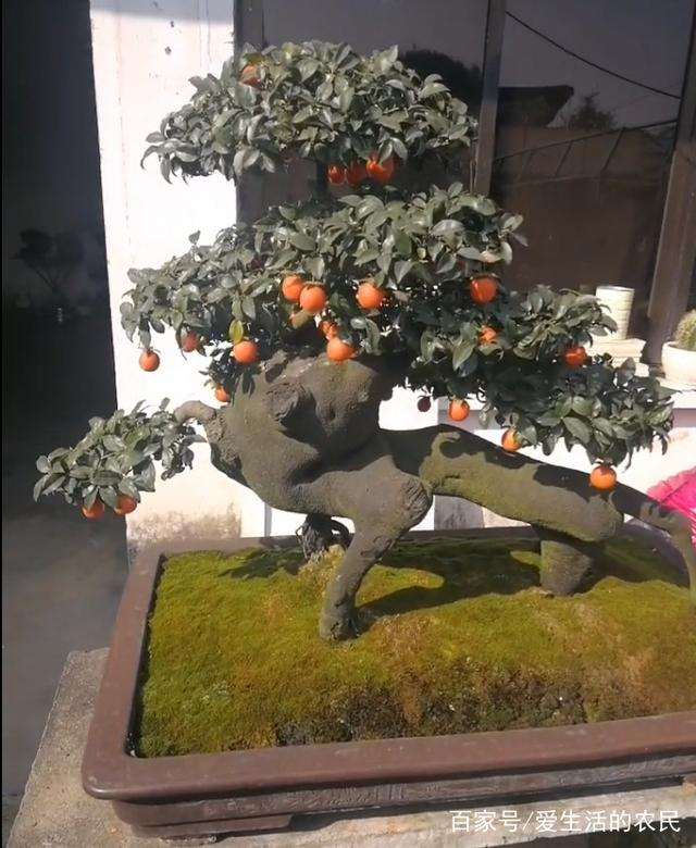 这棵金弹子盆景 长了像猴子 老板开价1万6 如何?