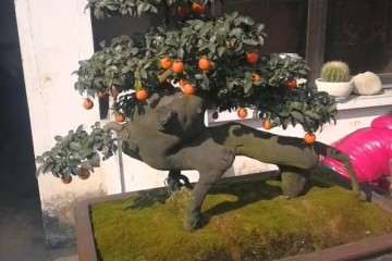 这棵金弹子盆景 长了像猴子 老板开价1万6 如何？