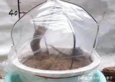 金弹子盆景怎么扦插可以发芽结果的方法