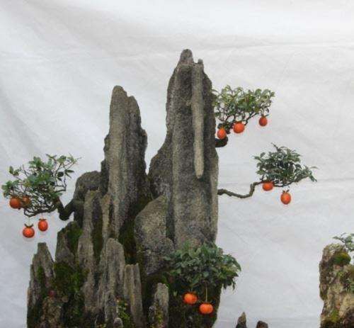 如何处理金弹子盆景没有果柄的情况