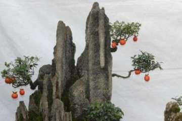 如何处理金弹子盆景没有果柄的情况？