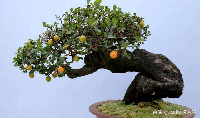 金弹子盆景扦插不成活