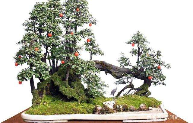 金弹子盆景扦插不成活