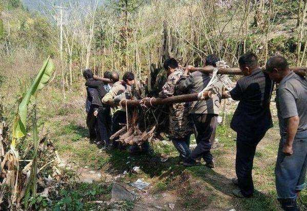 表哥挖到一棵金弹子下山桩