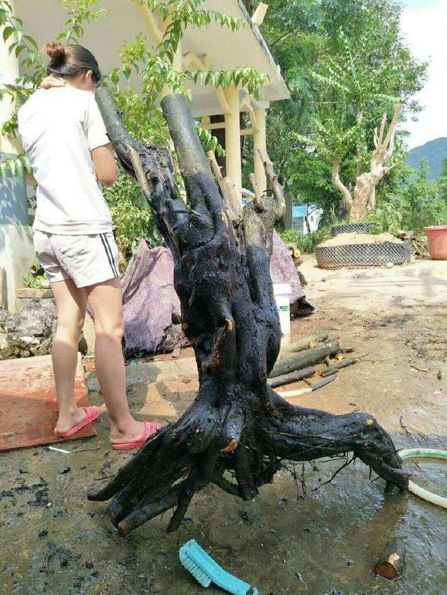 卖金弹子下山桩 一定在旁边陪美女 这样才好卖
