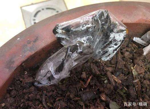 金弹子盆景扦插的盆土准备与根处理