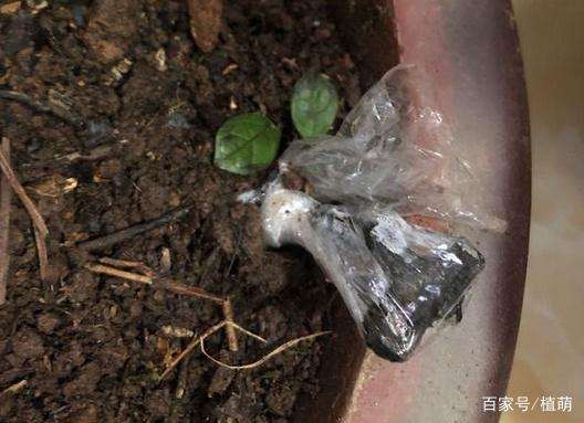 金弹子盆景扦插的盆土准备与根处理