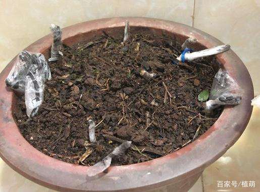 金弹子盆景扦插的盆土准备与根处理