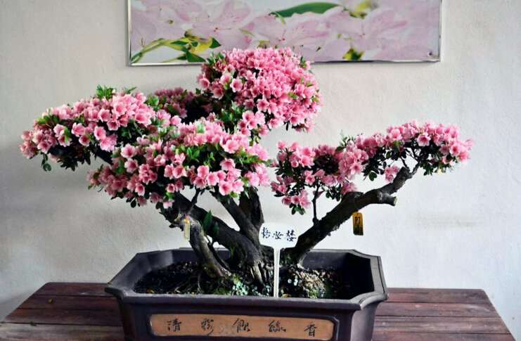 杜鹃盆景的修剪与种植 看这4点