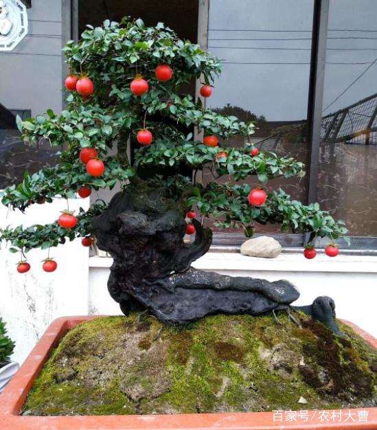 我们先来看看金弹子盆景的种植方法