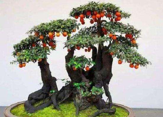 我们先来看看金弹子盆景的种植方法