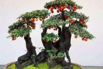 金弹子老桩盆景怎么种植结果的方法
