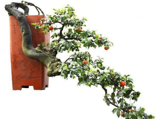 金弹子盆景耐修剪 枝条柔软 容易蟠扎