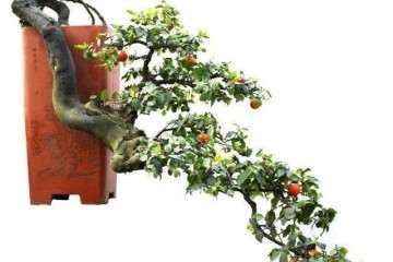 金弹子老桩盆景耐修剪 枝条最容易蟠扎