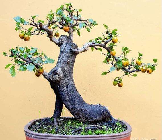 金弹子盆景忌积水 冬季要保持盆土偏干