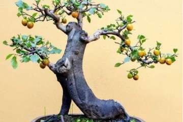 金弹子盆景忌积水 冬季要保持盆土偏干