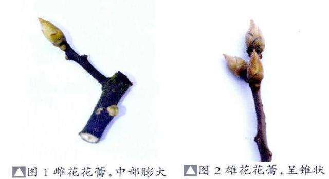金弹子盆景的雌雄花蕾辨别法