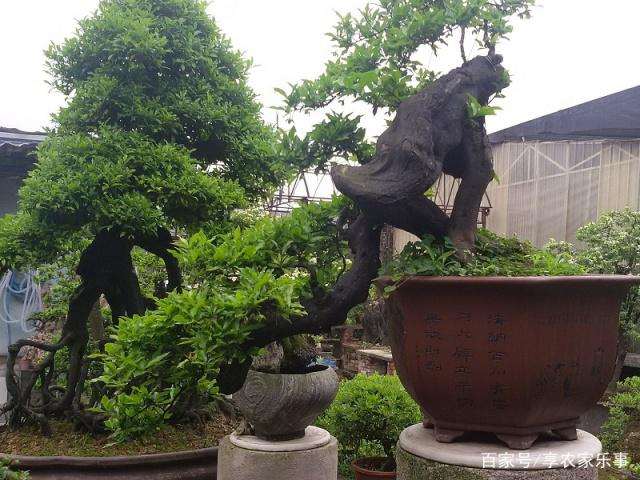 金弹子盆景上盆时 一定要先修根