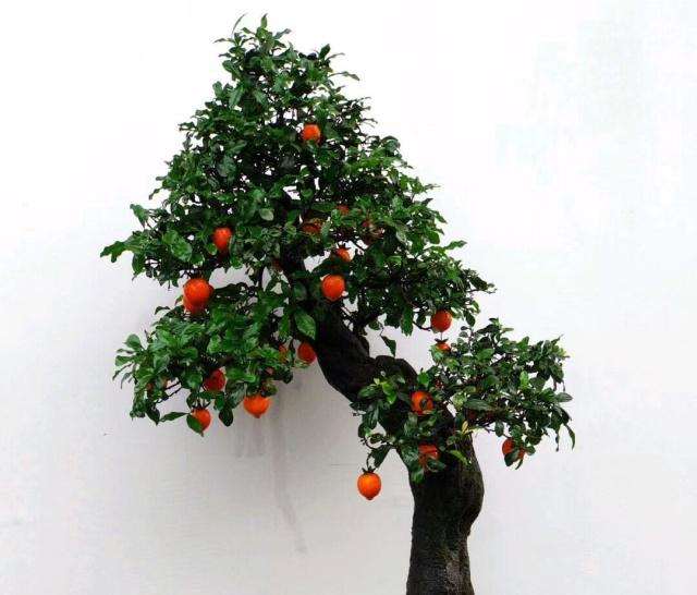 栽培裸根的金弹子下山桩 到底该用什么植料