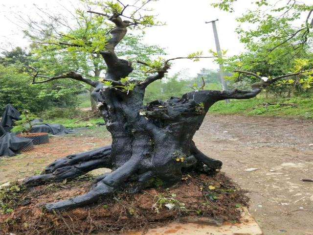 王大叔挖到一棵金弹下山桩 被人3800元价格买走